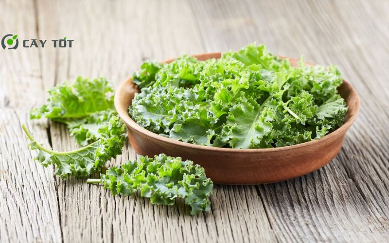 Hạt Giống Cải Xoăn Hàn Quốc