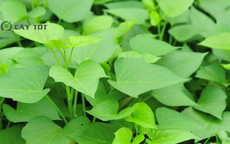 Hạt Giống Rau Lang