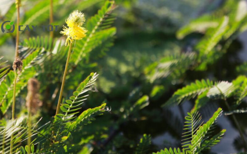 Hạt Giống Rau Nhút