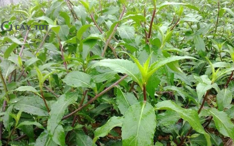 Hạt Giống Rau Lủi