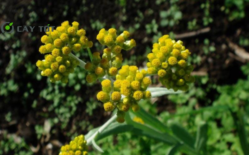 Hạt Giống Rau Khúc