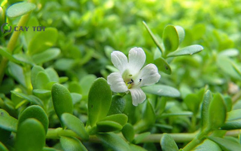 Hạt Giống Rau Đắng