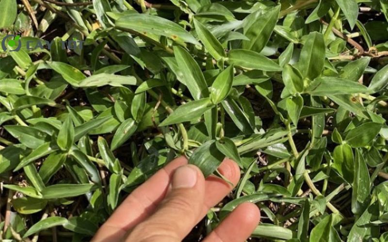 Hạt Giống Rau Lấp