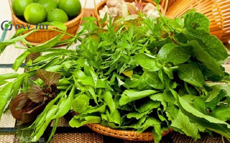 Hạt Giống Rau Rừng