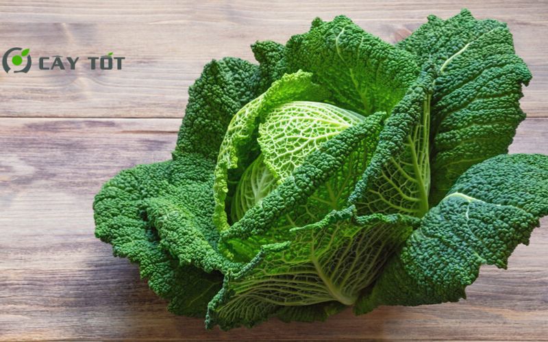 Hạt Giống Cải Bẹ Dún Cao Sản