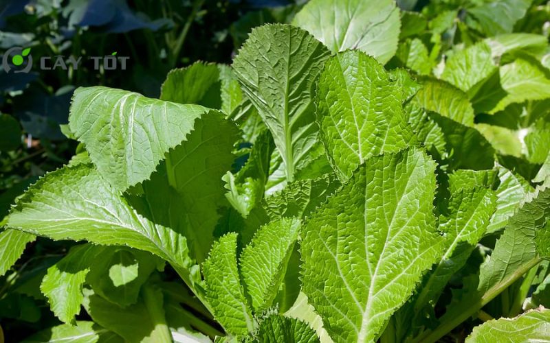 Hạt Giống Cải Bẹ Xanh Chịu Nhiệt