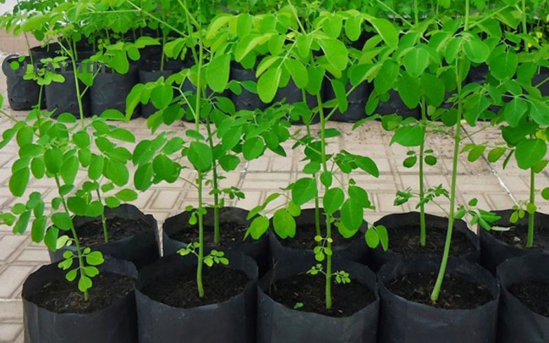 Hạt Giống Rau Chùm Ngây