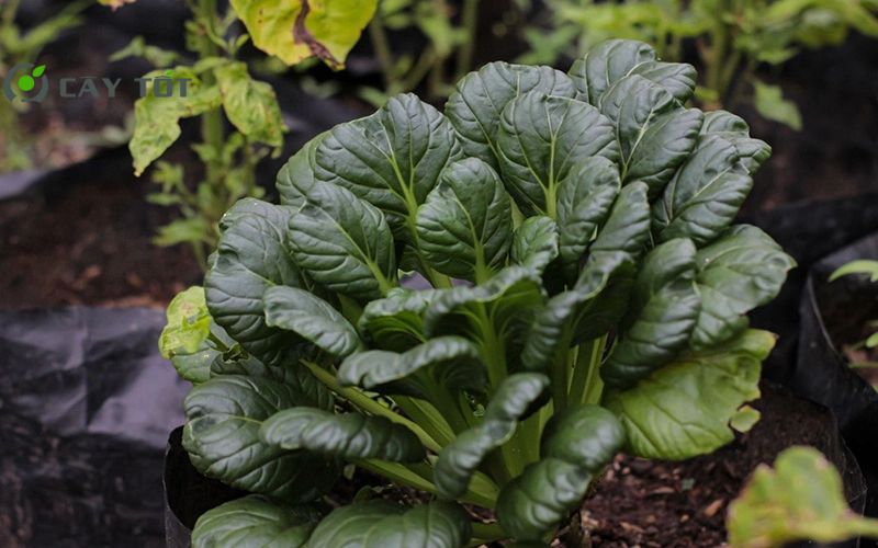 Hạt Giống Cải Bẹ Hoa Hồng