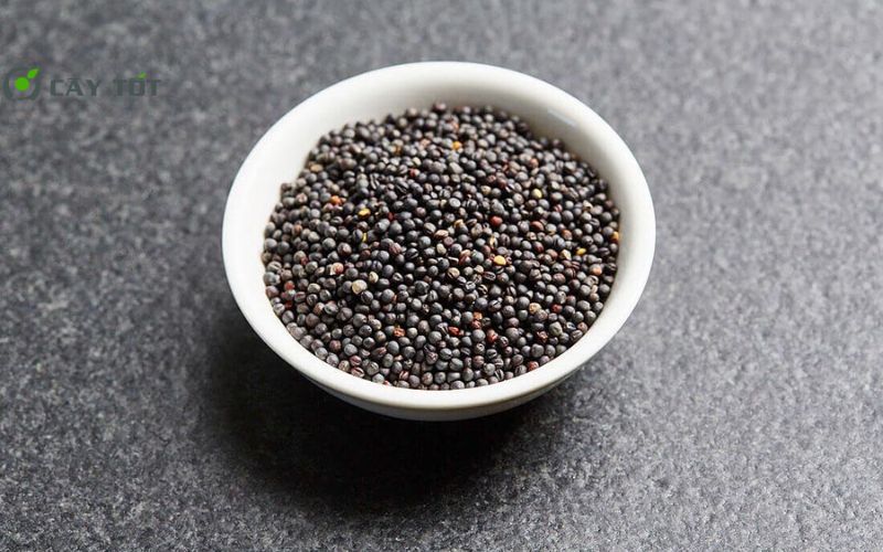 Hạt Giống Cải Bẹ Mỡ