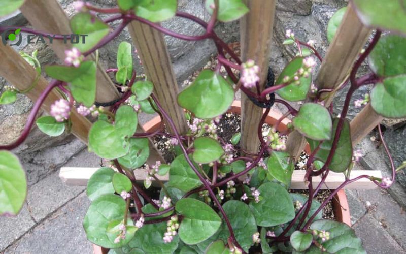 Hạt Giống Rau Mồng Tơi Tím