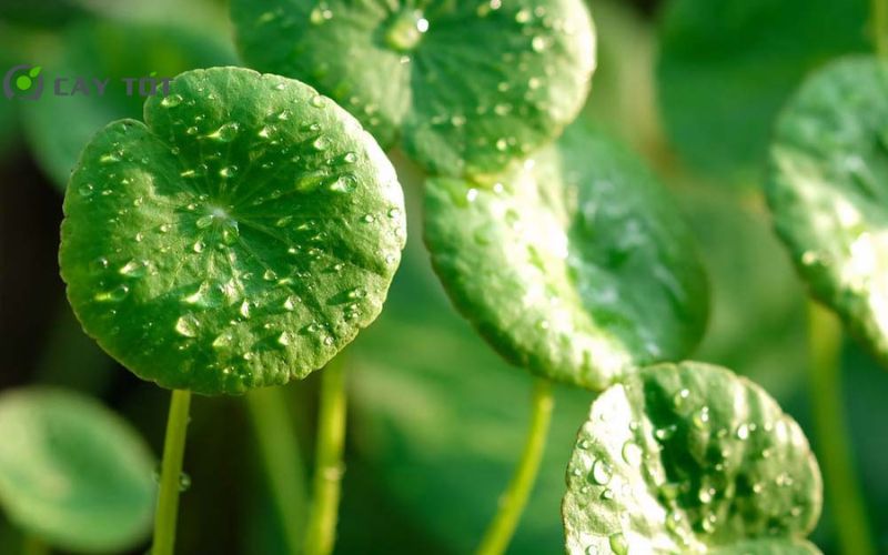 Hạt Giống Rau Má Baby