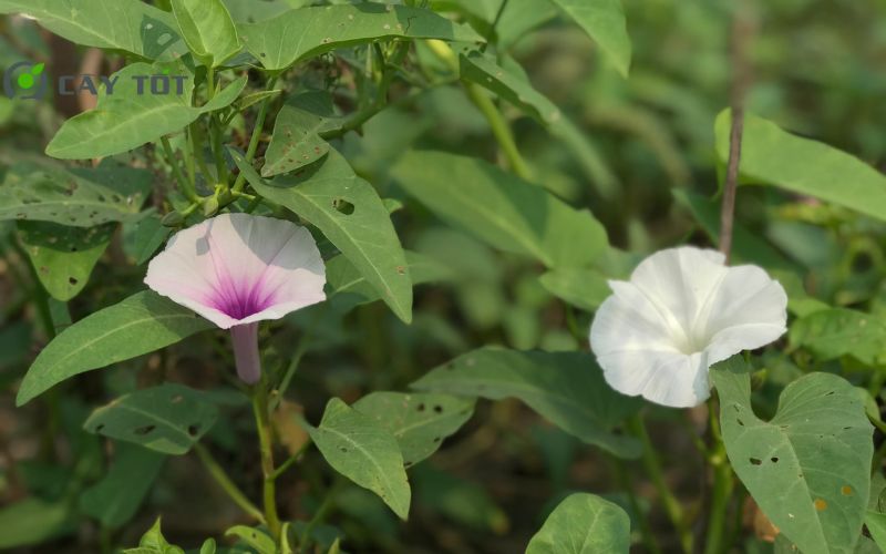 Hạt Giống Rau Muống Tím
