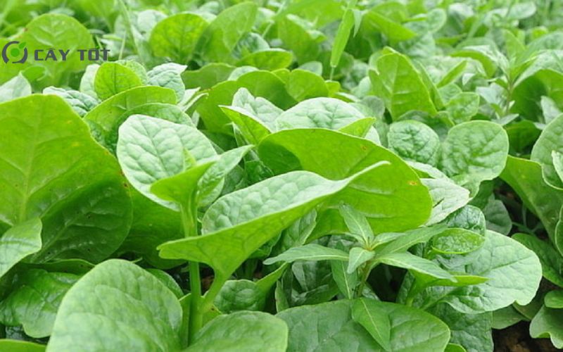 Hạt Giống Rau Mồng Tơi Nhật