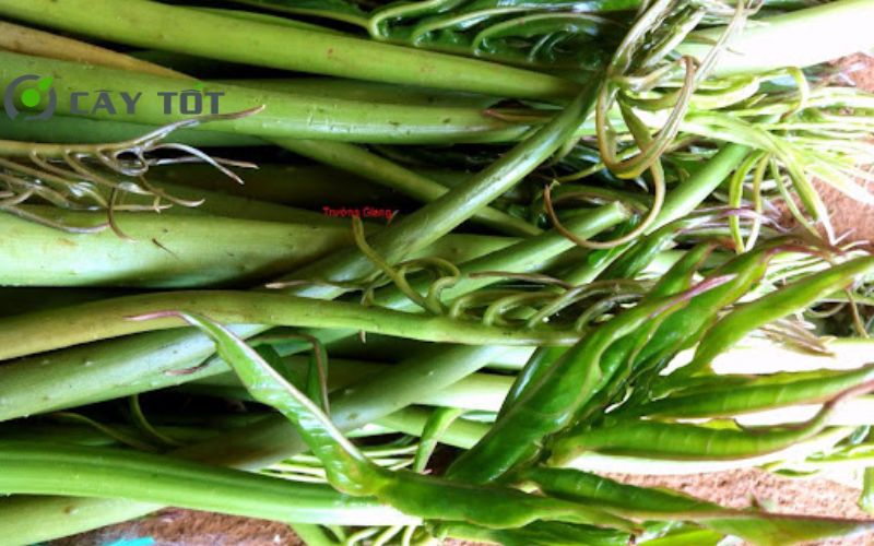 Hạt Giống Rau Móp