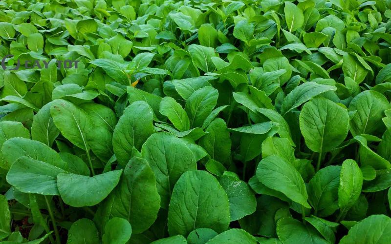 Hạt Giống Rau Cải Mơ