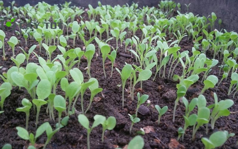 Hạt Giống Rau Xà Lách Mini