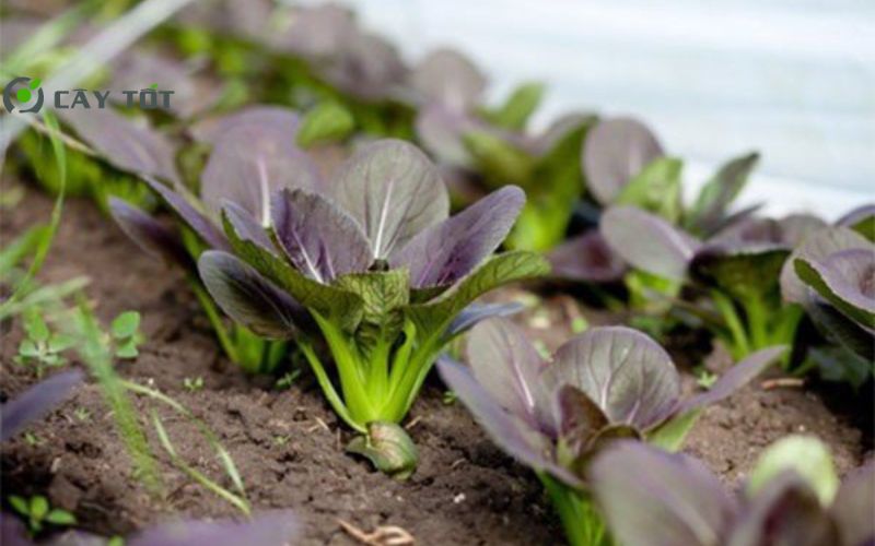 Hạt Giống Cải Thìa Tím