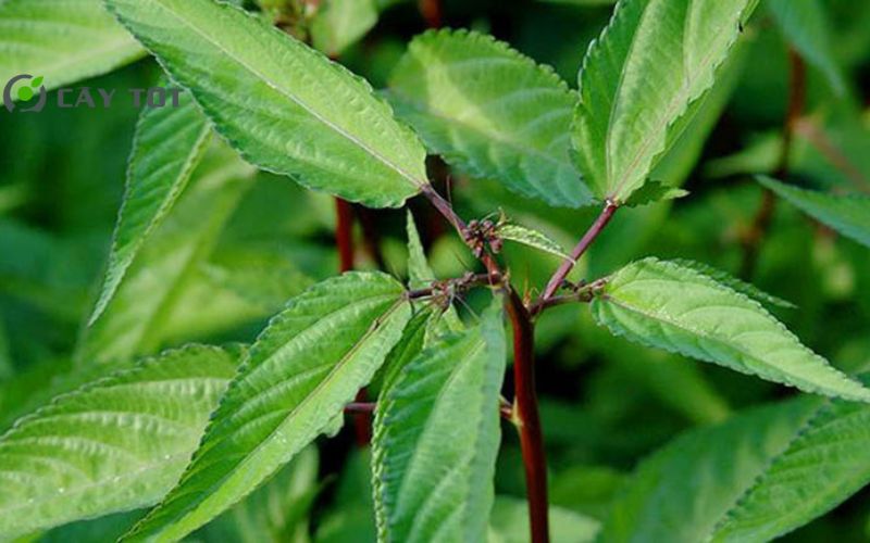 Hạt Giống Rau Đay Lá Nhỏ