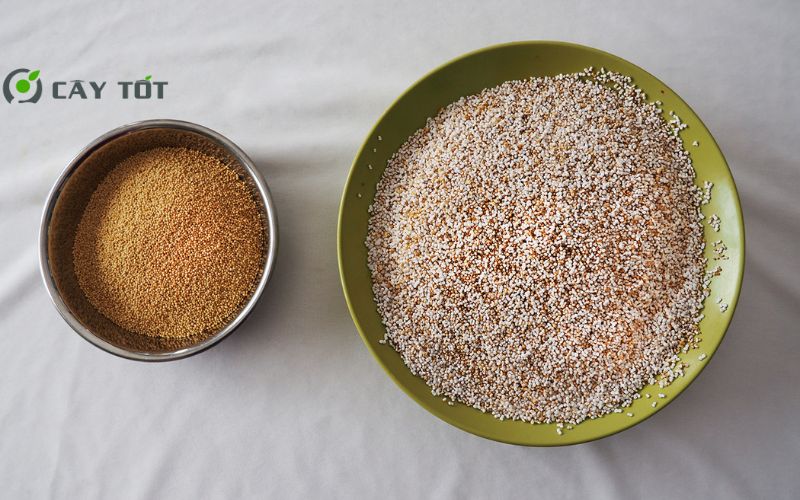 Hạt Giống Rau Cần Lông