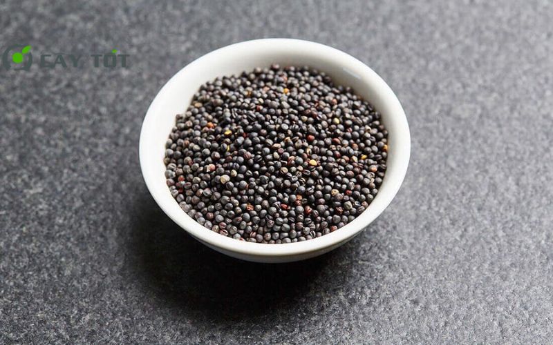 Hạt Giống Rau Cải Bẹ Nhật