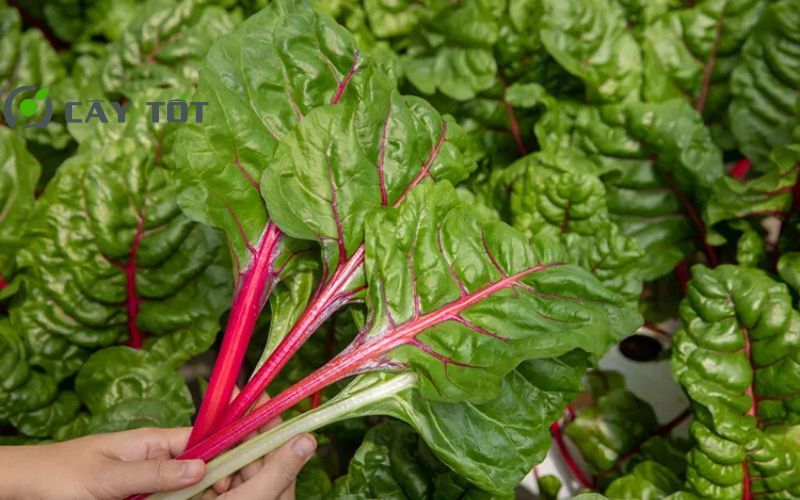 Hạt Giống Cải Cầu Vồng Tím