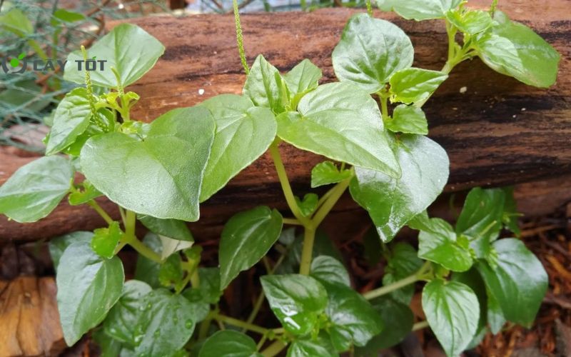 Hạt Giống Rau Càng Tôm Xanh