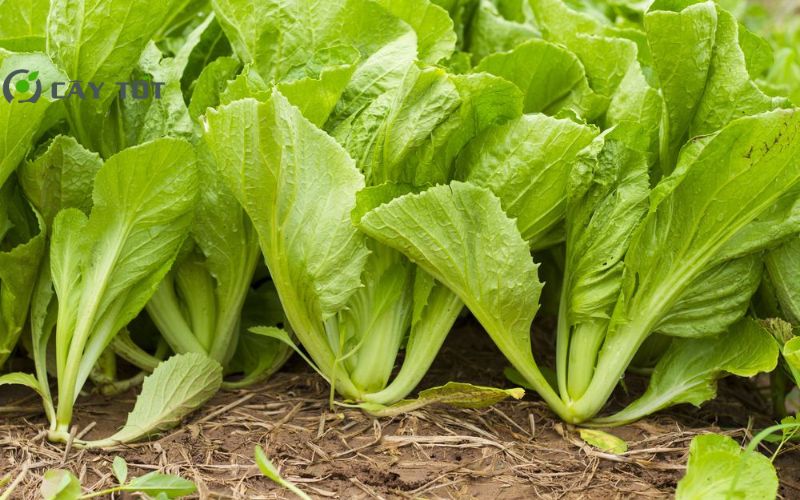 Hạt Giống Cải Bẹ Lá To
