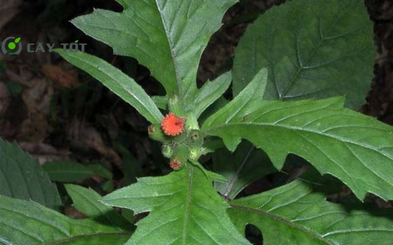 Hạt Giống Rau Tàu Bay