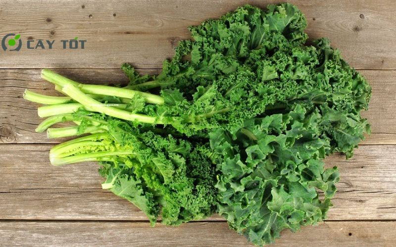 Hạt Giống Cải Xoăn Baby