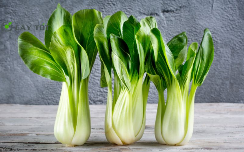 Hạt Giống Cải Ngọt Đài Loan