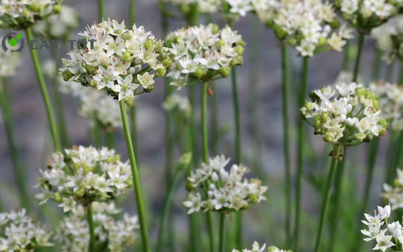 Hạt Giống Rau Hẹ Tây