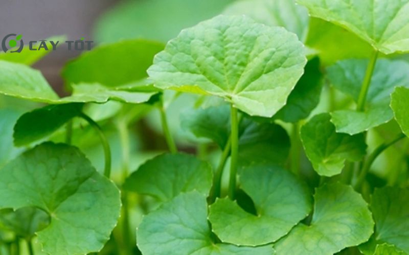 Hạt Giống Rau Má Dây