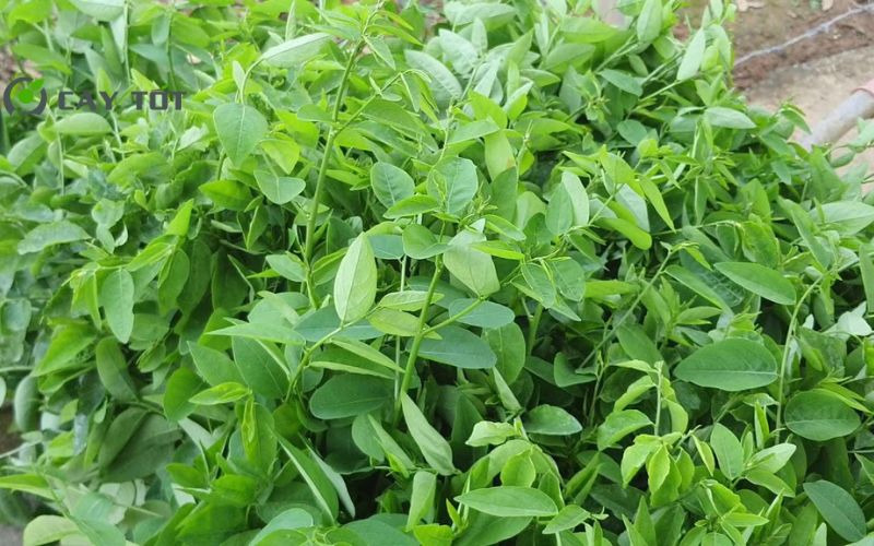 Hạt Giống Rau Ngót Cao Sản