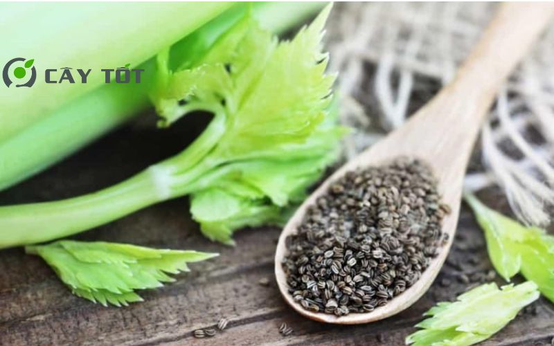 Hạt Giống Rau Cần Thơm