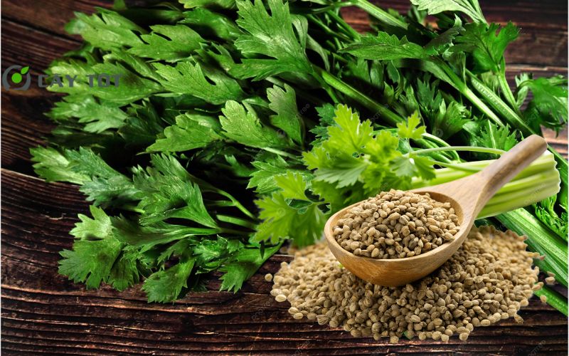 Hạt Giống Rau Cần Thái