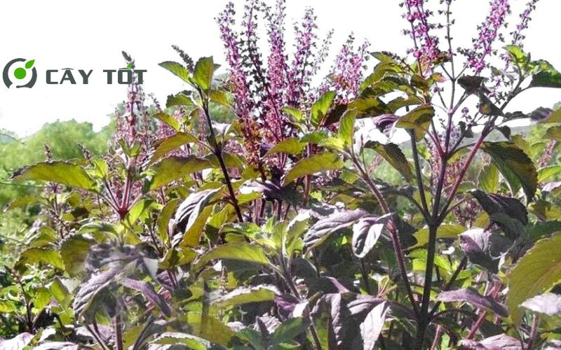 Hạt Giống Rau Thơm Quế Tím