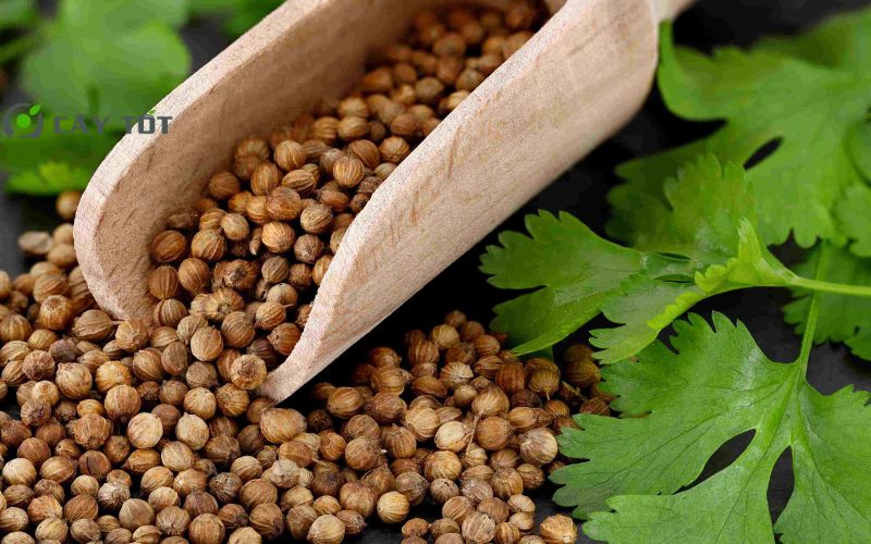 Hạt Giống Rau Mùi Ta