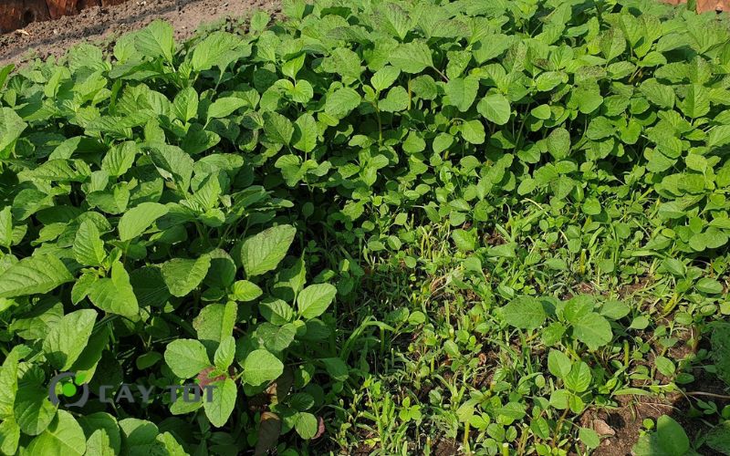 Hạt Giống Rau Tập Tàng Đỏ