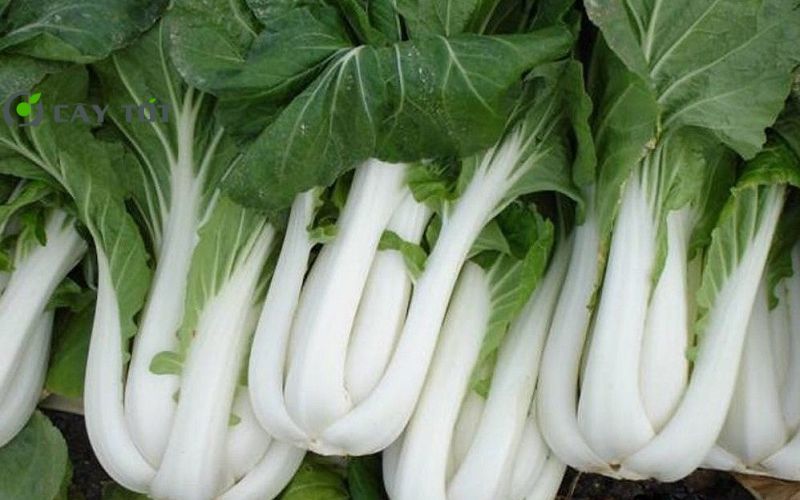 Hạt Giống Cải Bẹ Trắng F1