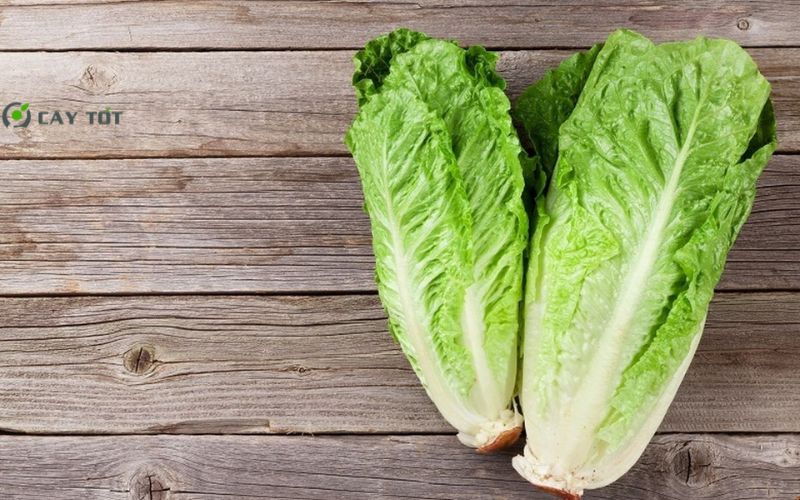 Hạt Giống Xà Lách Sừng