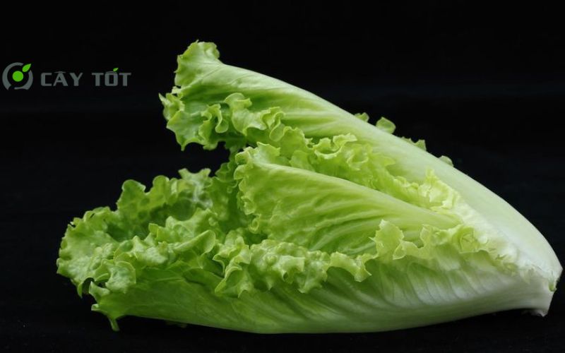 Hạt Giống Rau Xà Lách Đá