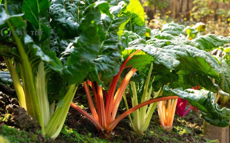 Hạt Giống Cải Cầu Vồng Vàng