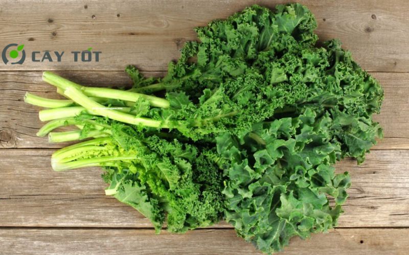 Hạt Giống Cải Xoăn Ý