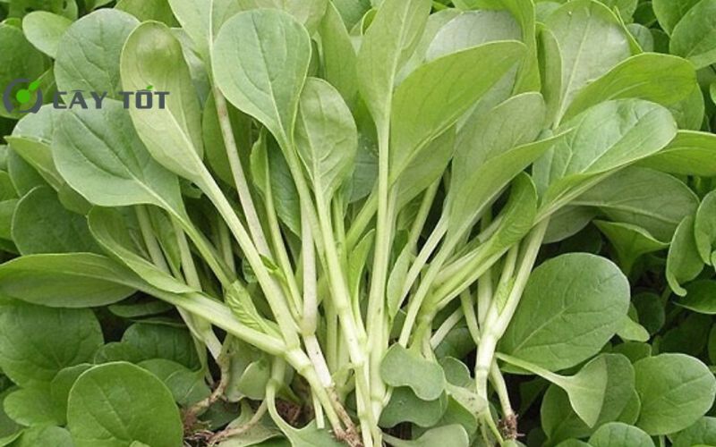 Hạt Giống Cải Lá Non