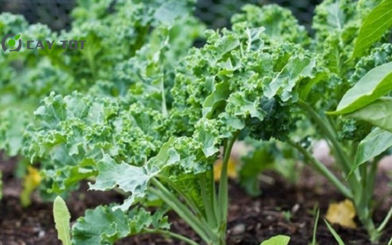 Hạt Giống Cải Xoăn Mỹ