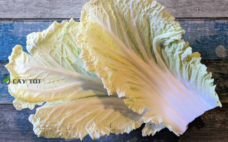 Hạt Giống Cải Thảo Hàn Quốc