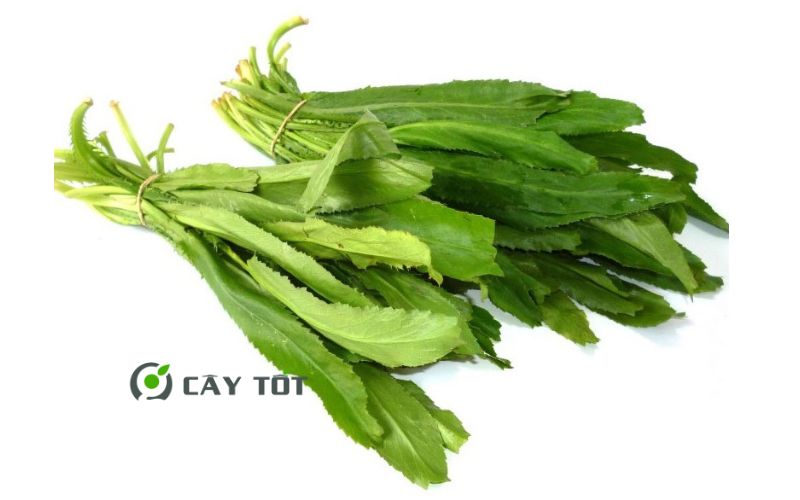 Hạt Giống Rau Mùi Tàu Thái