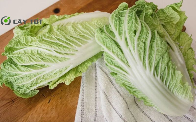 Hạt Giống Cải Thảo Chịu Nhiệt