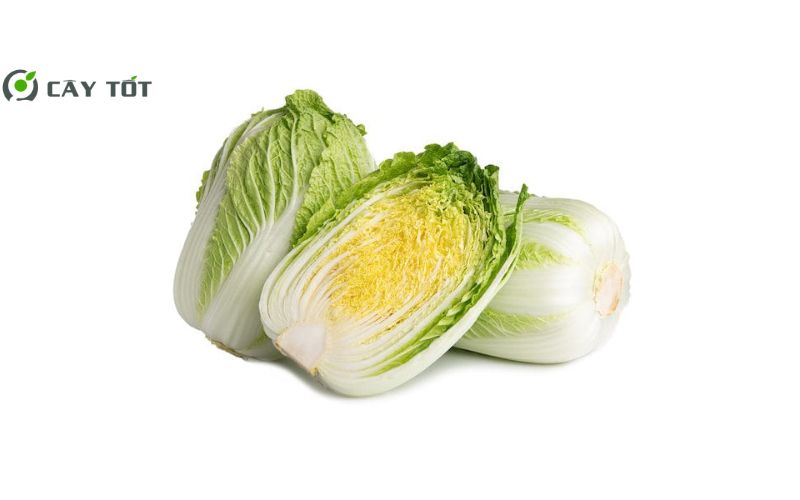 Hạt Giống Cải Thảo Mini