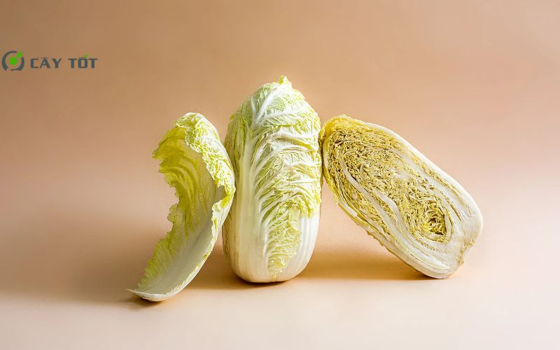Hạt Giống Cải Thảo Đài Loan